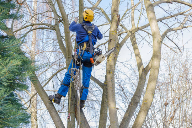 Best Firewood Processing and Delivery  in Ashland, KY