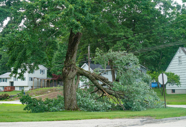 Best Tree Trimming and Pruning  in Ashland, KY