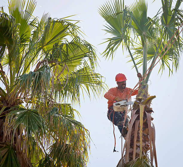  Ashland, KY Tree Services Pros