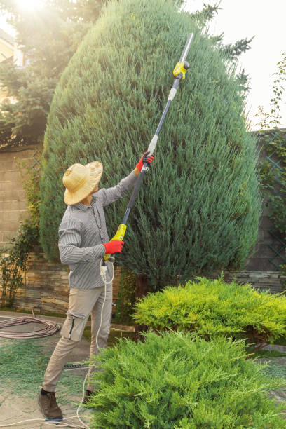 Best Tree Disease Treatment  in Ashland, KY
