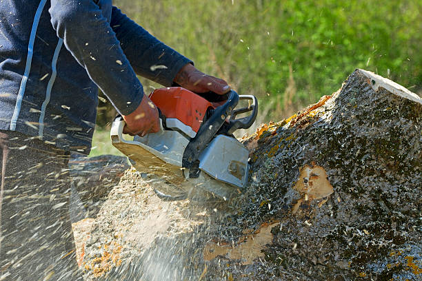 Best Tree Maintenance Programs  in Ashland, KY