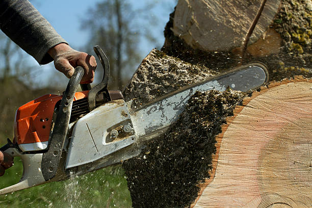 Best Tree Removal  in Ashland, KY